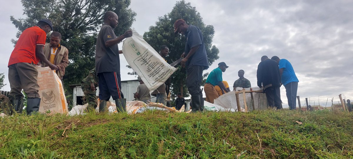 Nana_Naomi_I_M's tweet photo. Umuganda rusange usoza ukwezi kwa Mata 2026 ku rwego rwa @GicumbiDistrict uri kubera @Kaniga_Gicumbi, akagari ka #Mulindi mu mudugudu wa #Taba aho bari kurwanya imirire mibi n'igwingira bubaka uturima tw'igikoni.
Uretse uturima tw'igikoni kandi, haribandwa no ku kurwanya isuri hasiburwa imiyoboro y'amazi n'ibinogo bifata amazi, Hanateganyijwe kandi gusura umudugudu w'icyitegererezo wubatswe ku bufatanye na @GreenGicumbi, kugaburira abana indyo yuzuye no kubaha amata, ndetse no kuremera imiryango itishoboye ihabwa amatungo (Inka),...