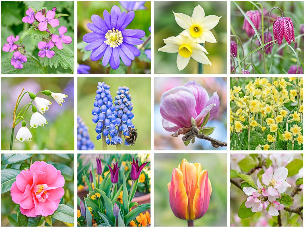 VenetiaJane's Garden tweet media