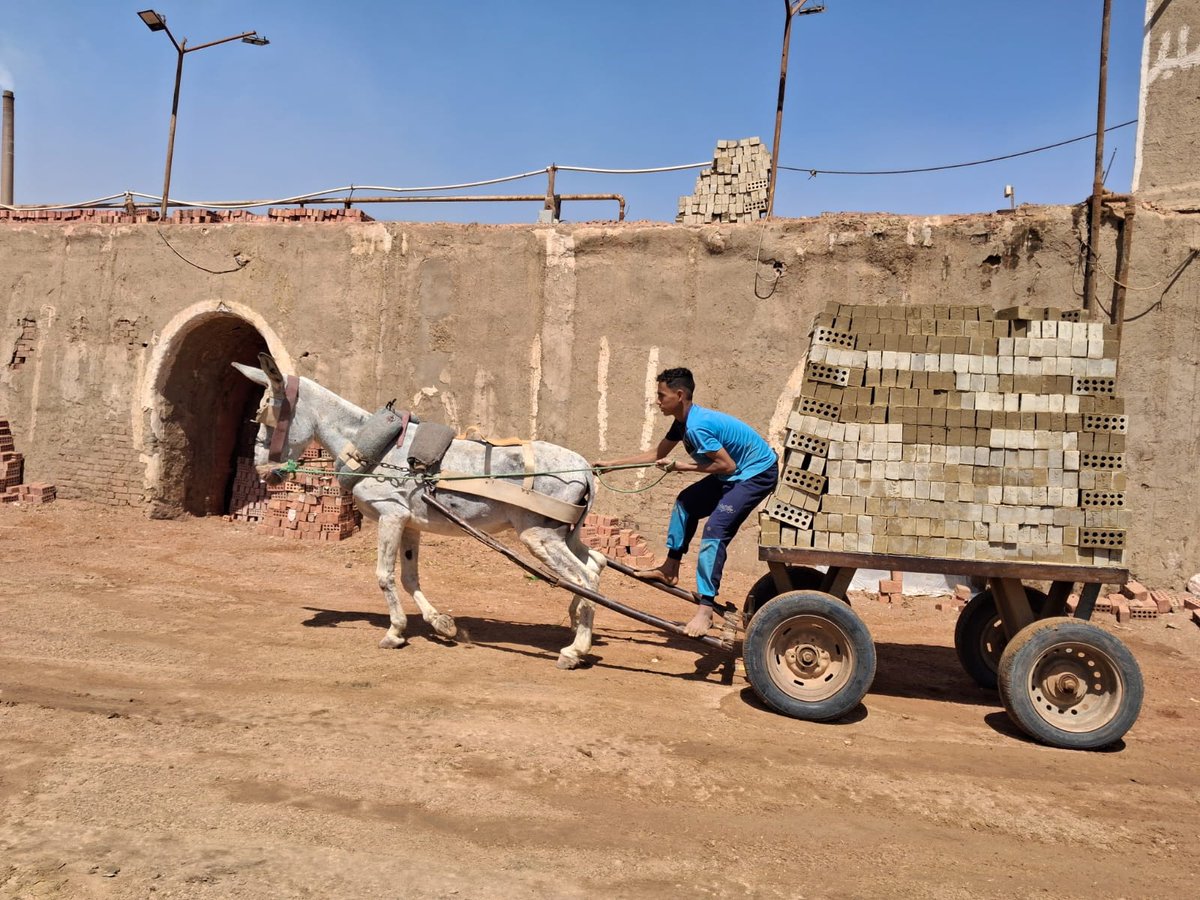 Safe Haven for Donkeys tweet media