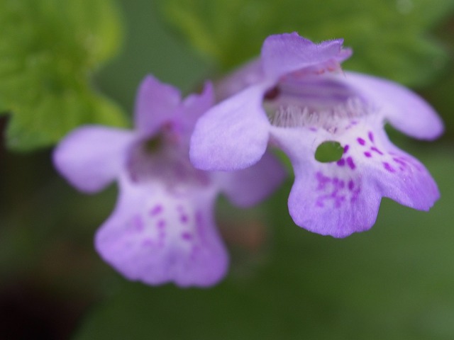 淡紫色の花

カキドオシ（垣通し）
学名　Glechoma hederacea

 #カキドオシ #垣通し
 #六甲山  #神戸森林植物園 
 #野の花が好きな人と繋がりたい 
 #TLを花でいっぱいにしよう