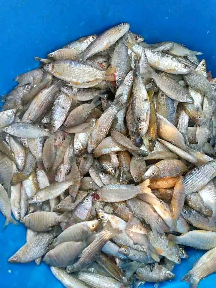 AccdPage's tweet image. #SECAL #Project, South West of #Cameroon. Project aimed at empowering #farmers and improving #food security via #financing, distribution of #equipment, capacity building etc. Video courtesy of @ivoarrey at @AccdPage. Contact arreymbongayaivo@gmail.com
youtu.be/7H06ur_6Pzo?si…