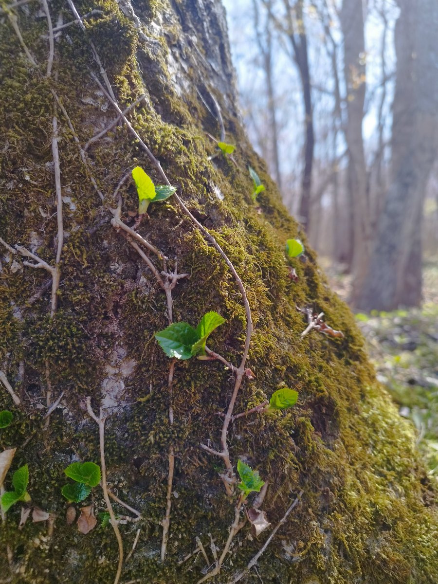 しん太 tweet media