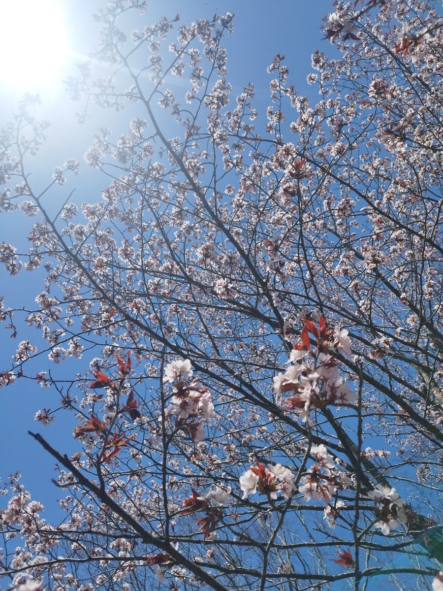 しん太 tweet media