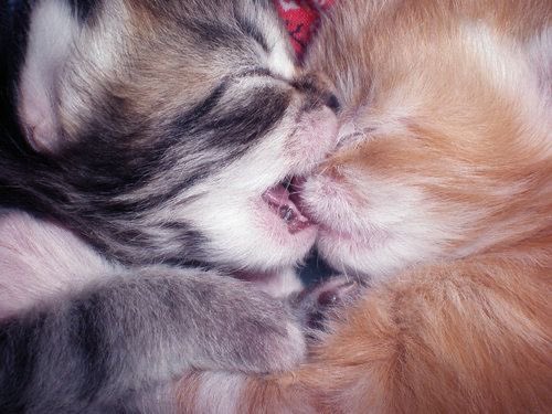 lea 🍮 tweet media