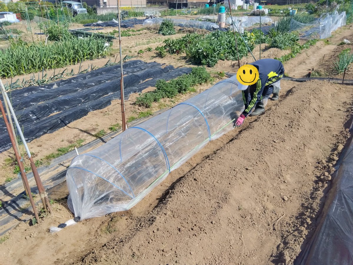 npocd's tweet photo. 🌱キャリア・ファーム・ラボ（CFL）② 
市民菜園で余暇活動として、農的活動を実施。今回は、ジャガイモ芽出し・枝豆種まきを実施📷防虫ネット設置まで完了しました。
 📷#農的活動 #農作業 #福島 #郡山 #居場所 #出番　#農福連携 https://t.co/obKNcHP94v