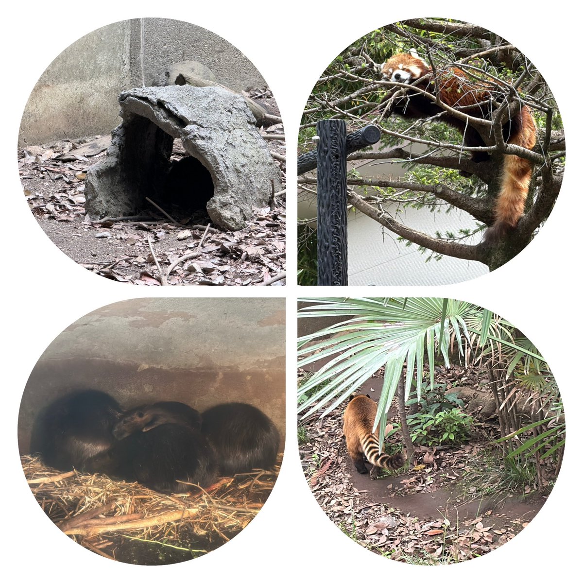 大きな猫さま🦁 tweet media