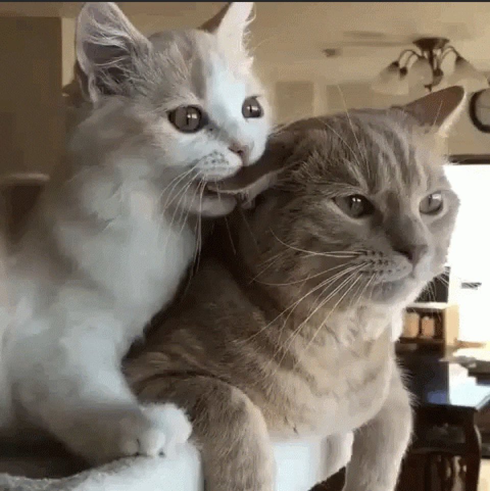 keonhoguide's tweet photo. #09z 😼 https://t.co/SxE32RfBYR