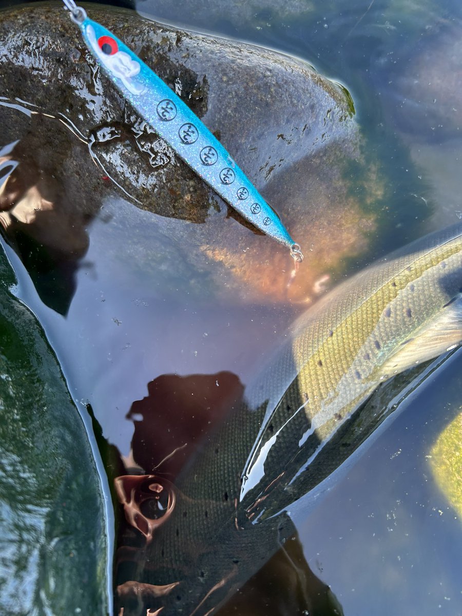 ハロ🤌 tweet media