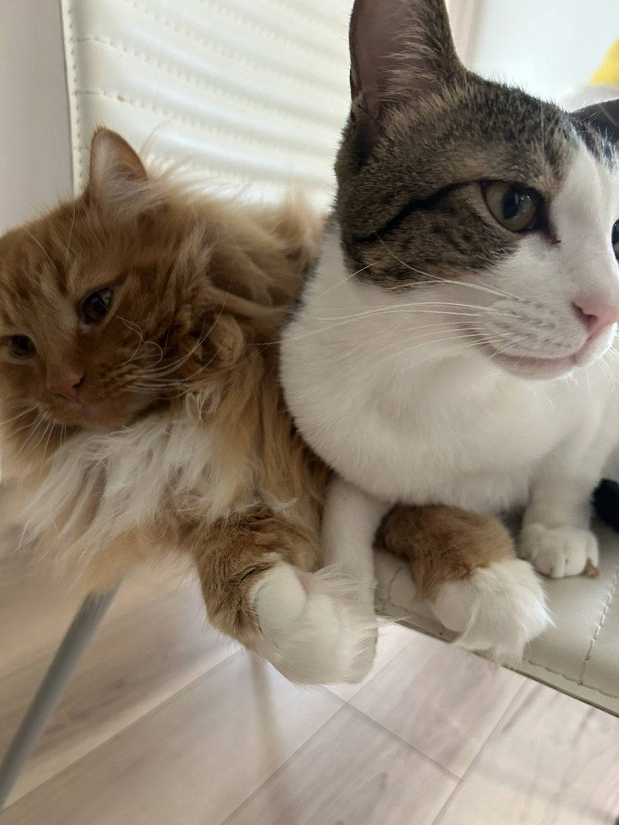 l1yeWGEpNSSjwBH's tweet image. また虎次郎に邪魔された海兄さん💧
絶望顔です🙀

そこにもう1人…虎太郎まで…笑

 #ノルウェージャンフォレストキャット #スコティッシュフォールド #MIX #キジ白