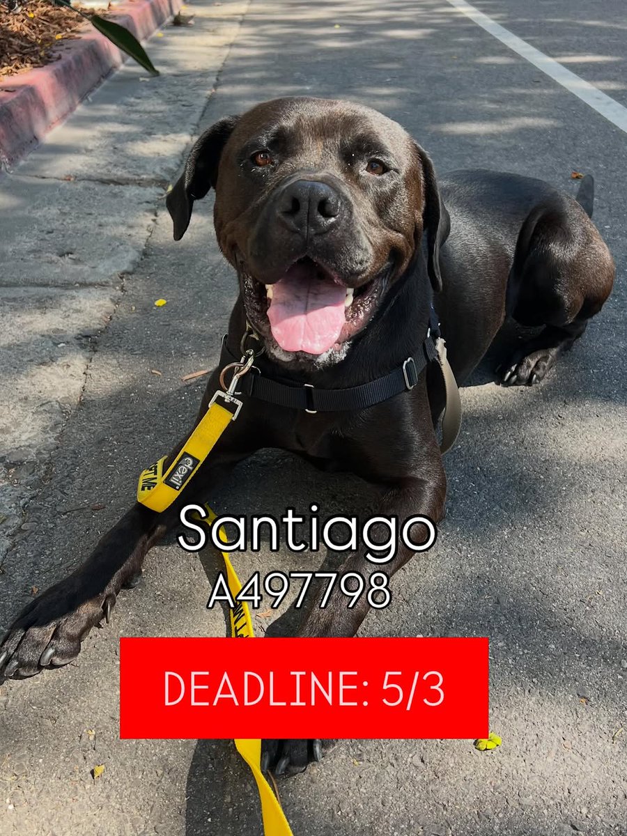 8415_n's tweet image. This is a thread for 3️⃣ wonderful but deadlined 5️⃣/7️⃣‼#dogs #SantaBarbara #SantaBarbaraCounty #SoCal

1) #gsd ACE
2) #Rottweiler mix SANTIAGO
3) #RhodesianRidgeback mix CLIFFORD

Pls continue reading their individual profiles &amp;amp; save these amazing #dog|s
⬇️
#RESCUE #FOSTER #ADOPT