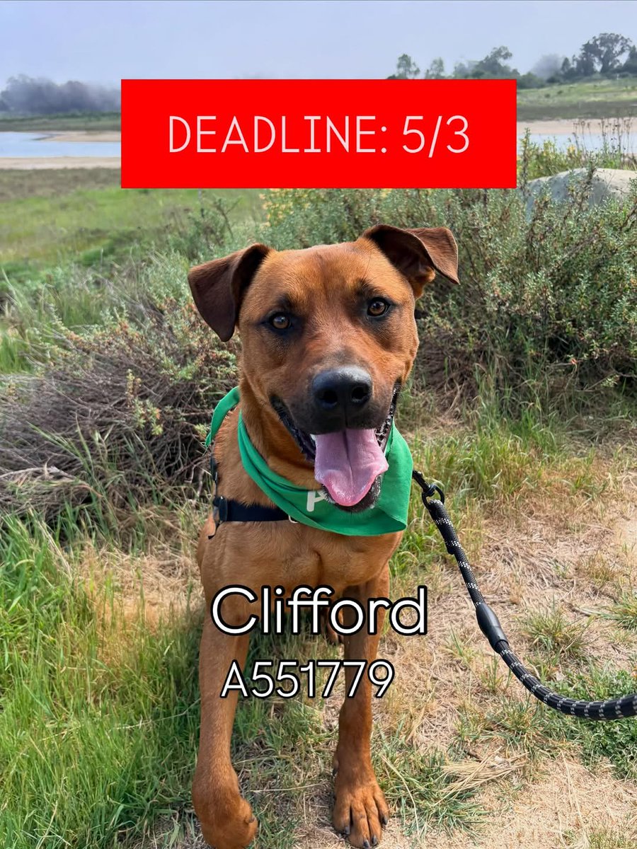 8415_n's tweet image. This is a thread for 3️⃣ wonderful but deadlined 5️⃣/7️⃣‼#dogs #SantaBarbara #SantaBarbaraCounty #SoCal

1) #gsd ACE
2) #Rottweiler mix SANTIAGO
3) #RhodesianRidgeback mix CLIFFORD

Pls continue reading their individual profiles &amp;amp; save these amazing #dog|s
⬇️
#RESCUE #FOSTER #ADOPT