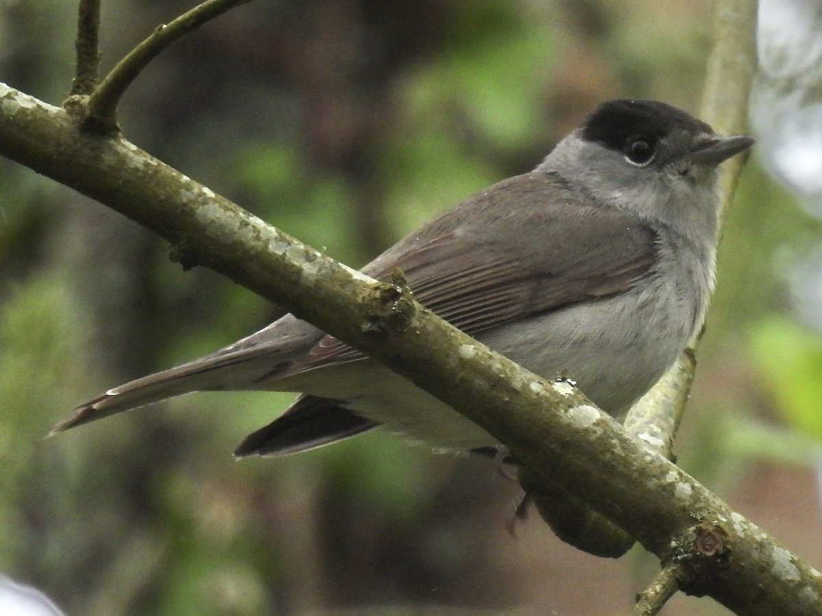 Palumbus_Pics's tweet photo. Another blackcap, I’ve been seeing so many lately #blackcap #birds #naturephotography https://t.co/tMcCExei65