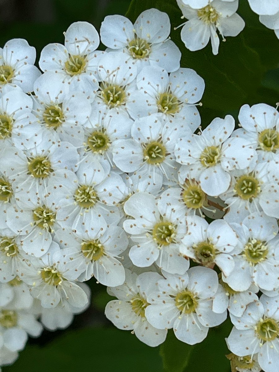今海までの散歩から戻ってきました
毎週土曜日は海散歩の日
花粉終息後の2回目です
今日は晴れ曇り気温は低め
風は少しだけど散歩日和
海は雲が多くてちょっと寒そう
でもそんなことはなく
気持ち良かったです
途中の道端植栽に咲いてたコデマリ
ユキヤナギみたいに咲いてたのに
それはもう終わってた