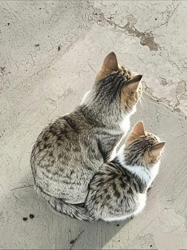 Lucia Tassan Mangina tweet media