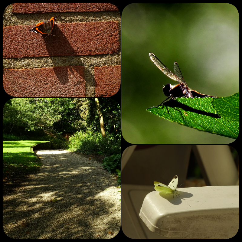 Goedemorgen.
Vandaag is het thema #schaduw bij #camer_a_pril van ⁦<a href="/jolandabrwr/">JoLaNDa_hobbyfotograaf</a>
Iedereen een fijne zaterdag 🙋‍♀️☕️😃
⁩