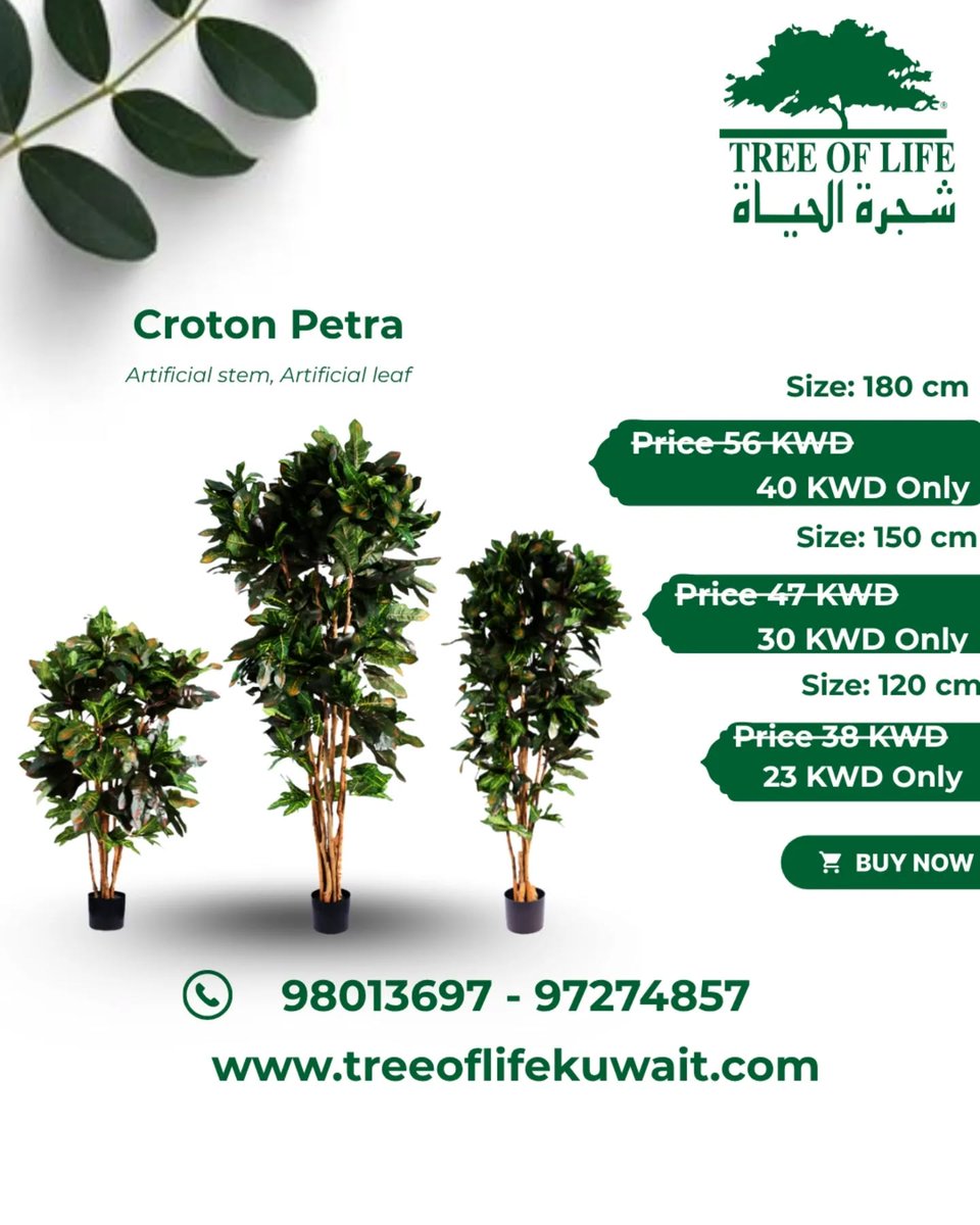 classicplanter's tweet image. #crotonpetratree #ElegantDesign #MinimalAesthetic #GreenVibes #LuxuryLifestyle
#ModernLiving #specialoffer #newhouse #furniture #greenwallkuwait #plantwork #plant #treework #kuwaitoffer #bestoffer #maintenance #megaoffer #Treeoflifekuwait #Treekuwait #Plantkuwait #Artificialplant