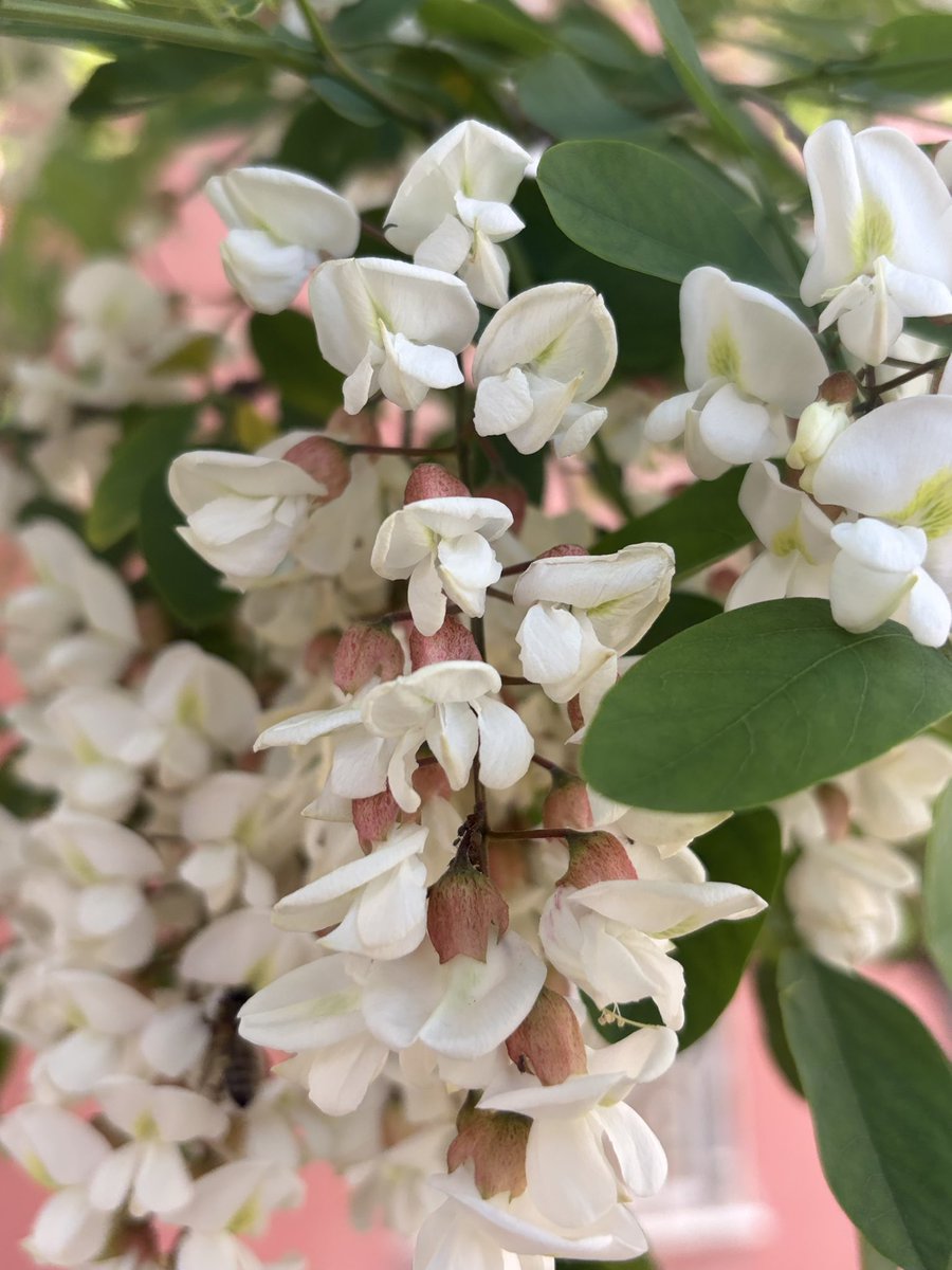 شاهپور tweet media