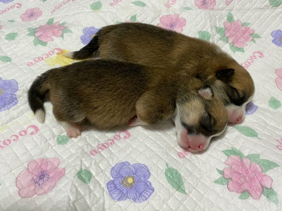 MehmetB54049598's tweet image. "When your fur baby turns a boring afternoon into the coziest adventure—just paws, pets, and pure joy  #PetLove #FurBaby"