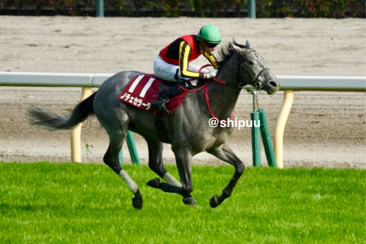 しっぷ-ˏˋ 🖤🐴 ˎˊ- tweet media