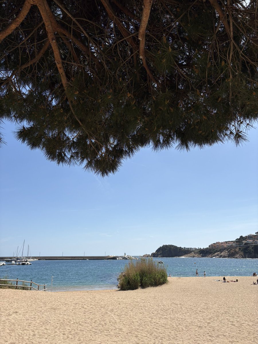 Mariàngela Vilallonga tweet media