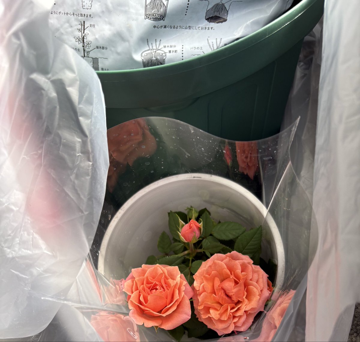 🪷つゆ🐸 tweet media