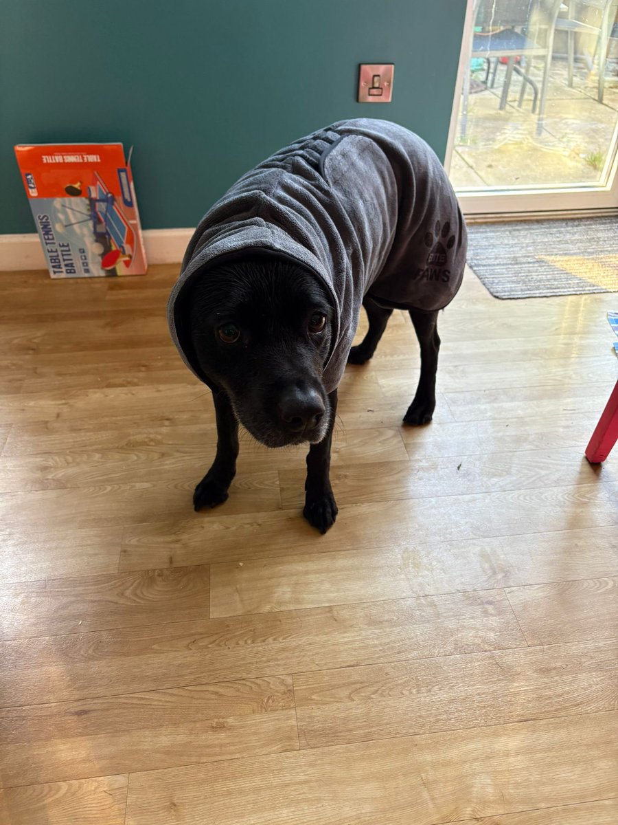 Carter_LikeDan's tweet image. This is our pal Mabel. It’s her birthday today. Her humans gave her a drying coat. She is FUMING. Say HAPPY BIRTHDAY MABEL! 🎉🥳🎂#dogsoftwitter #DogsofTwittter #dogsofx