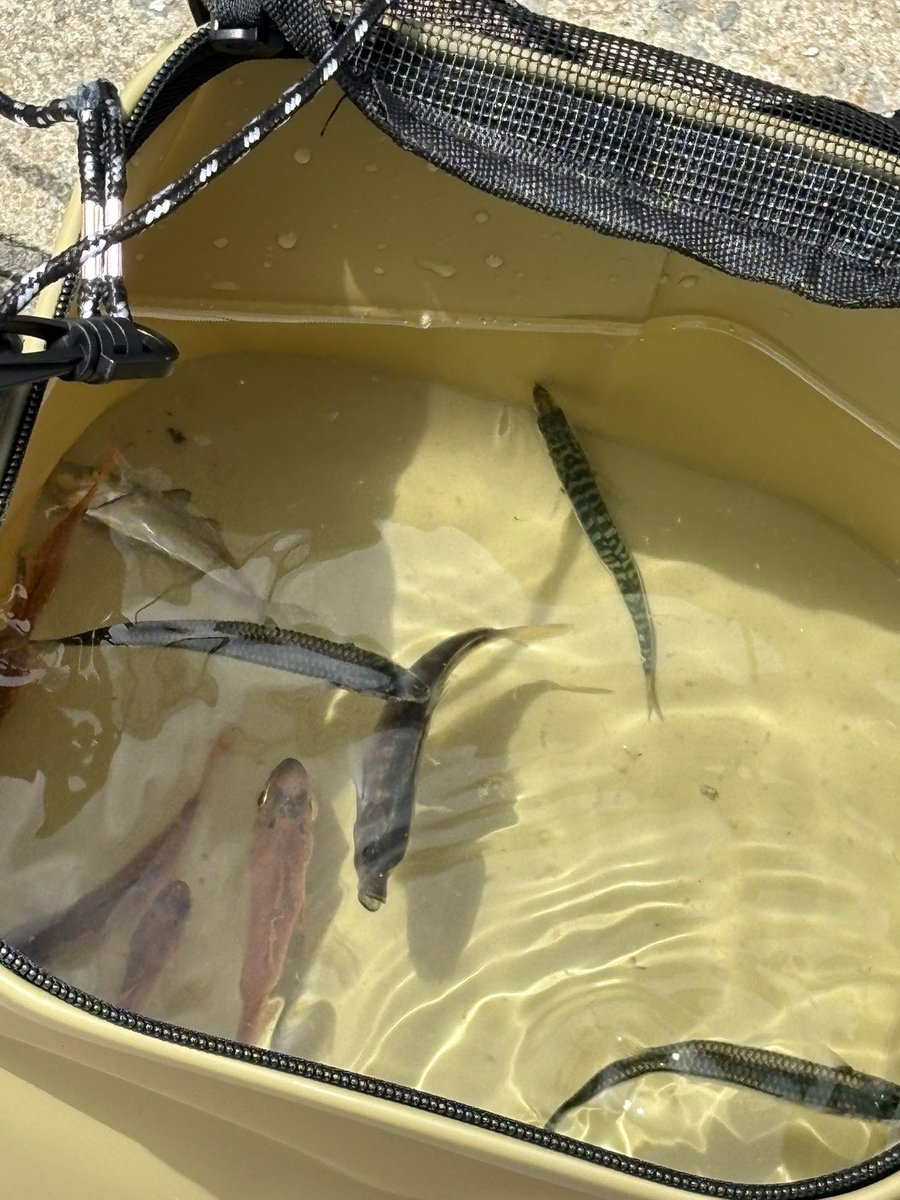 ゆき⛄️💙(りゅーはは💚💜)✌️🧩 tweet media