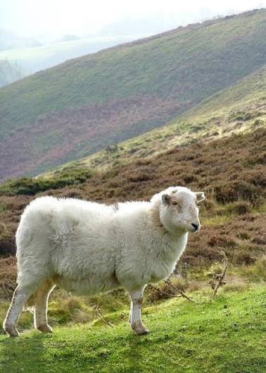 Sama Hoole tweet media