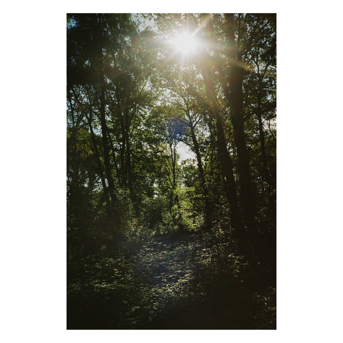 nickdemarco_'s tweet image. Trees
COMPACT 35 PROJECT, camera No. 15. Fuji DL 500-W, Kodak Gold, July 2024.

We are now on Part 3 of my compact review. From my blog: x.com/nickdemarco_/s…

#filmphotography #kodakgold #fuji #compactcamera