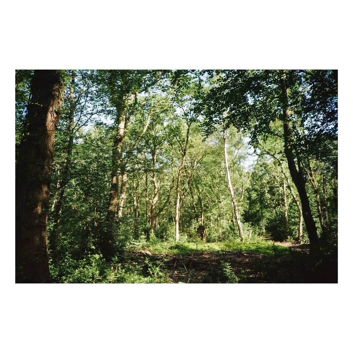 nickdemarco_'s tweet image. Trees
COMPACT 35 PROJECT, camera No. 15. Fuji DL 500-W, Kodak Gold, July 2024.

We are now on Part 3 of my compact review. From my blog: x.com/nickdemarco_/s…

#filmphotography #kodakgold #fuji #compactcamera