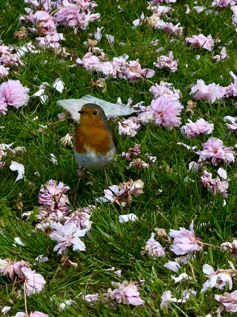 monty772011's tweet image. Morning! ☀️ London run 🏃‍♂️ through Holland Park #HollandPark #London #Robin #Thismorning