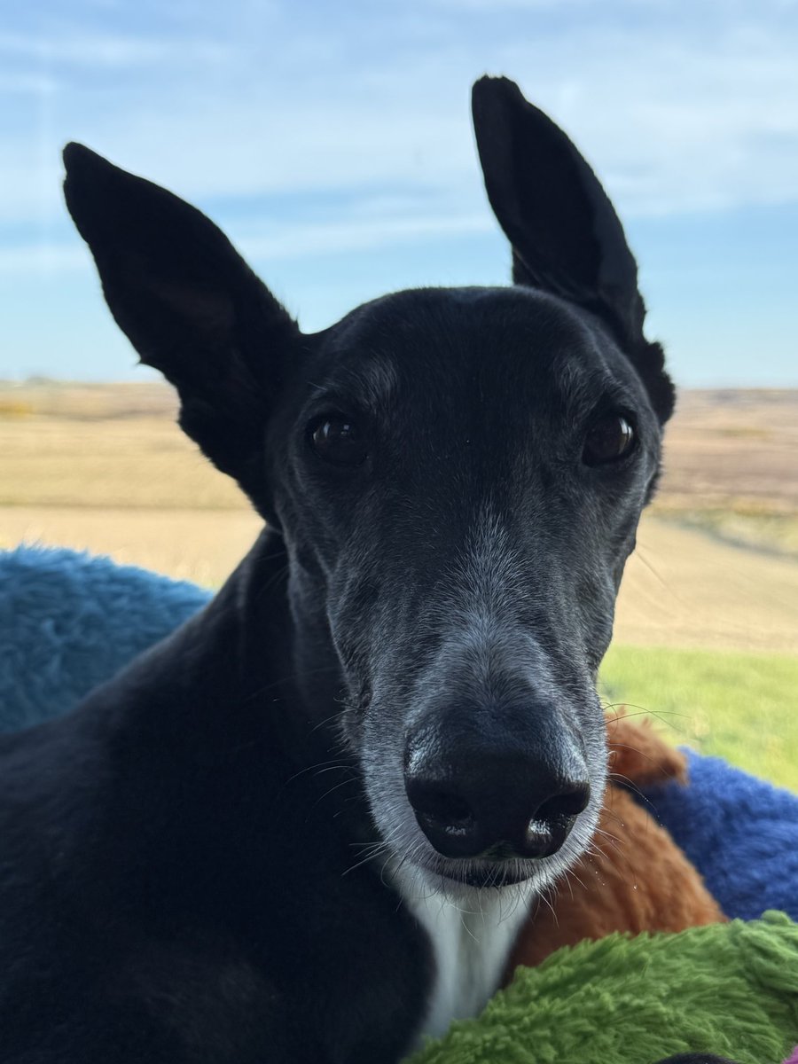 Paddy the Greyhound tweet media