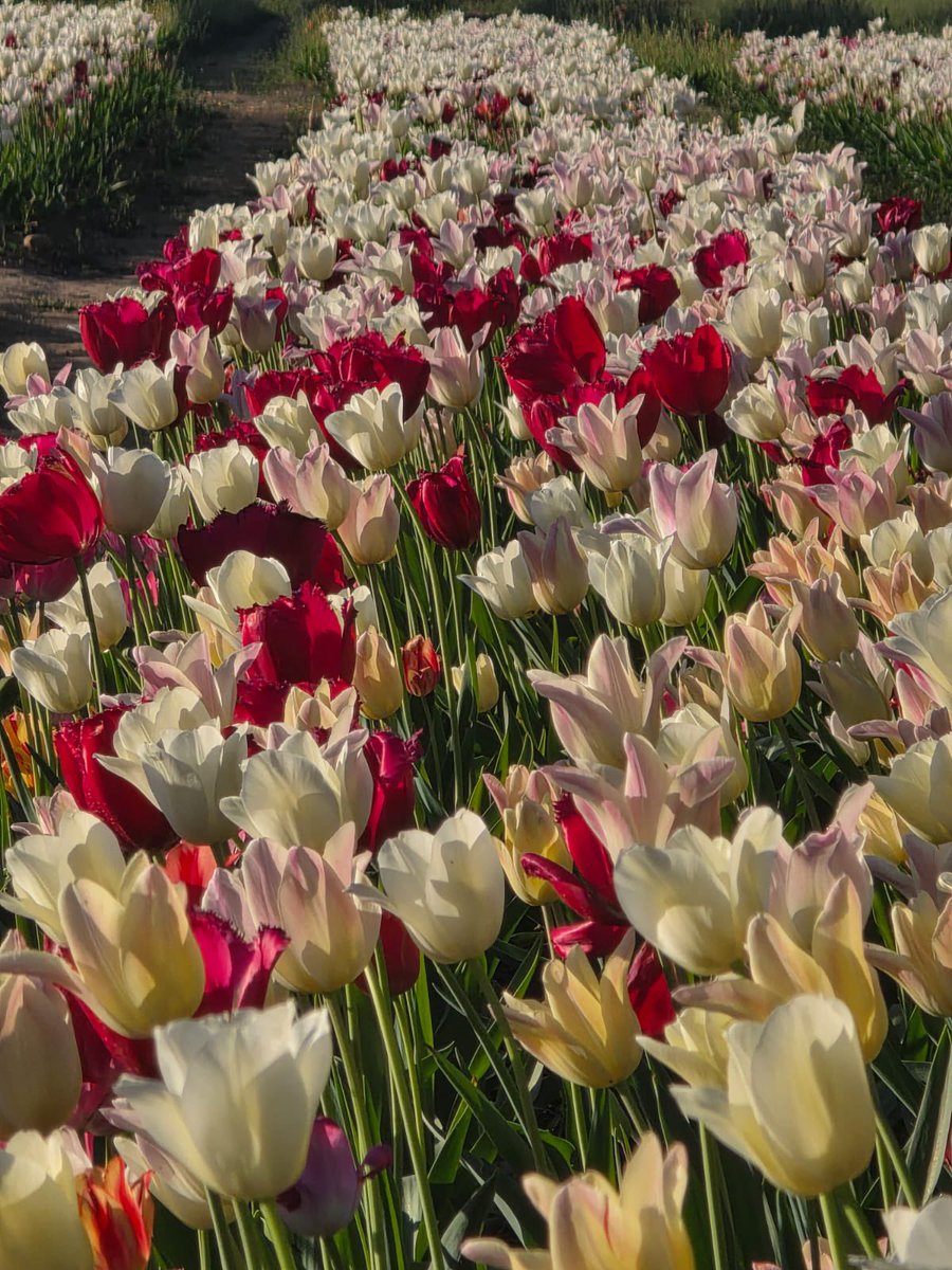 TulipaniG's tweet photo. Da oggi bulbi fai da te!  

Raccoglili direttamente nel campo va  
Ingresso gratuito  
Tulipani a 1€ (anziché 1,50€)  
20 bulbi a 5€  

Vi aspettiamo! https://t.co/9CrWXTtv9T