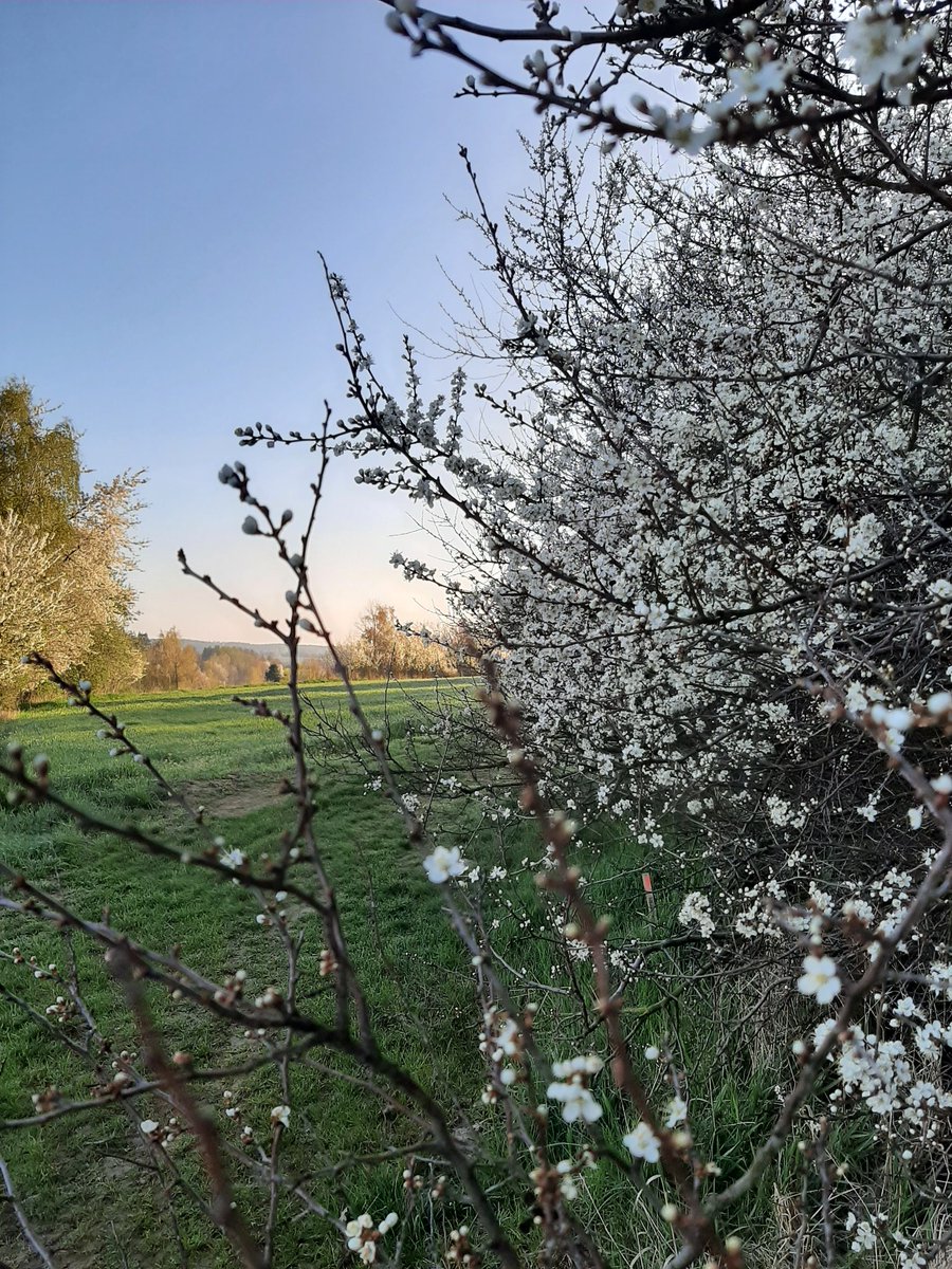 VraMarkov3's tweet image. ... tam bylo táááák krásně ... ☀️🌸🌳 ... 
kdybych nemusela zpátky tak tam běhám doteď ... 
... sobotní desítka 🏃‍♀️👟🌸🌼 v rámci zachování duševní rovnováhy🙈 před dnešní rodinnou oslavou 🤣 ...
#předsnídaní 
#saturdayrun 
#morningrun #rannípobíhání