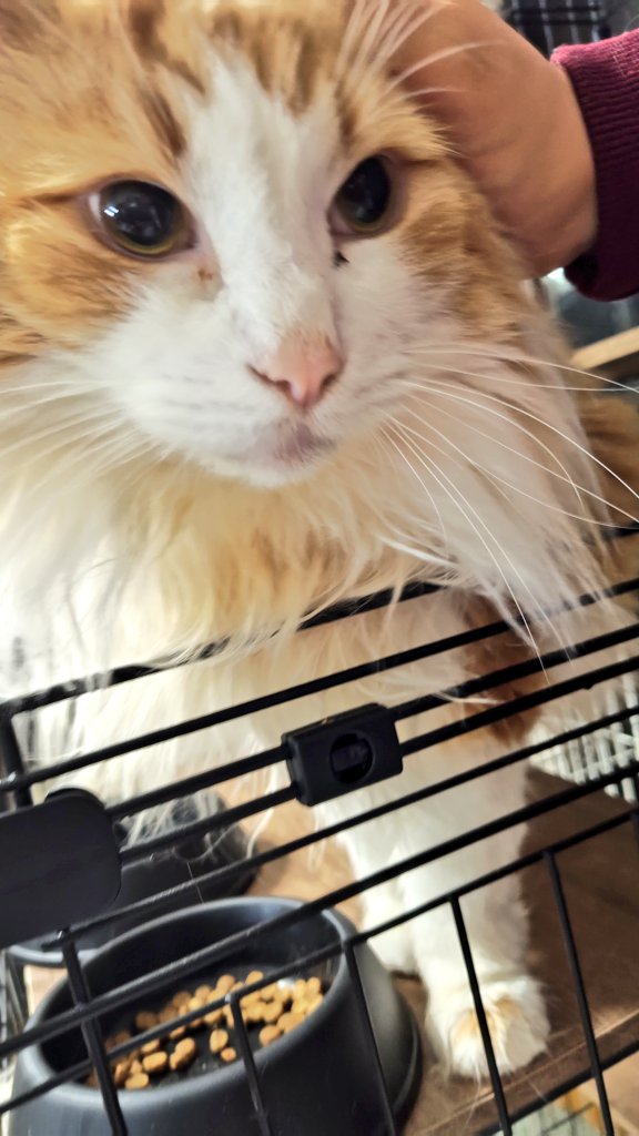 ニンゲン出かけるのわかってるからどことなく寂しそう 