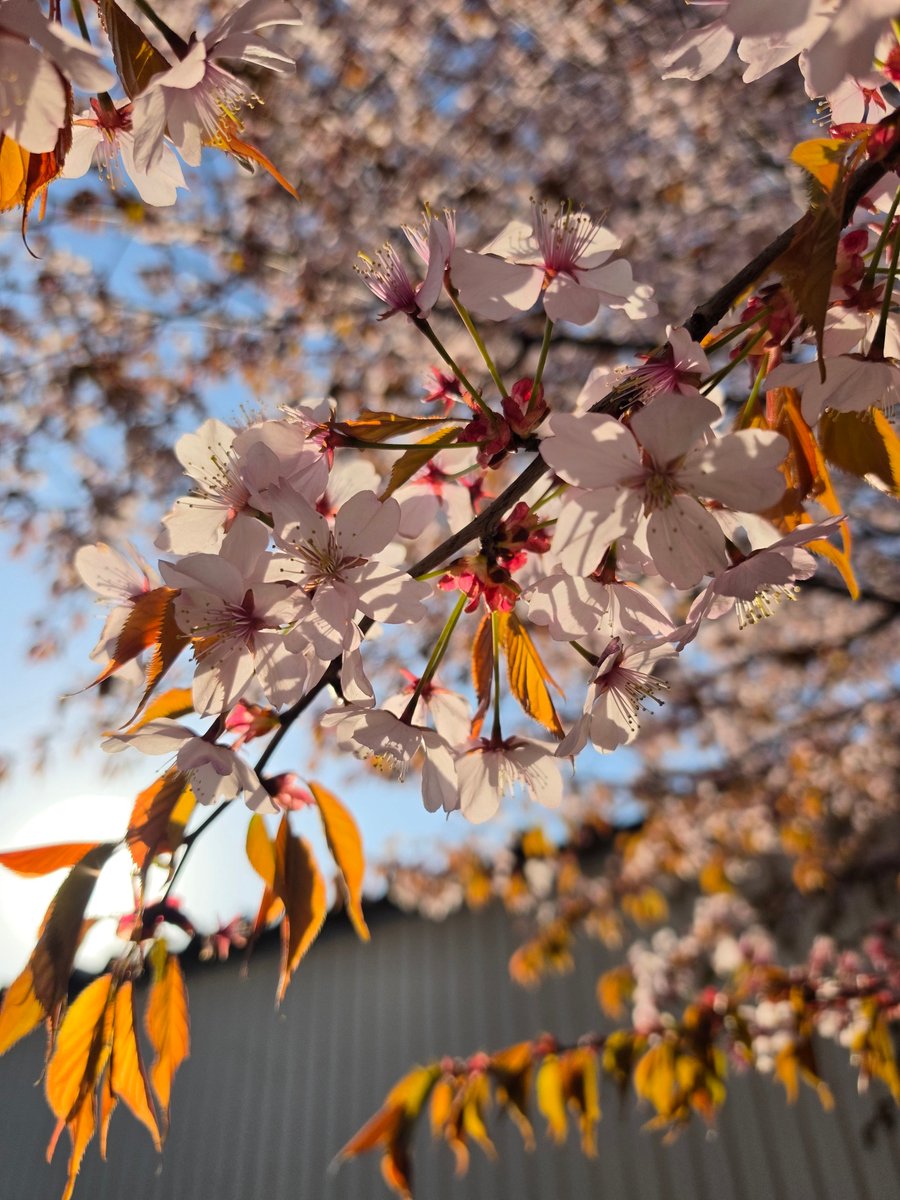 ごみまる🔰 tweet media