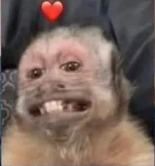 rubi 🦇 tweet media