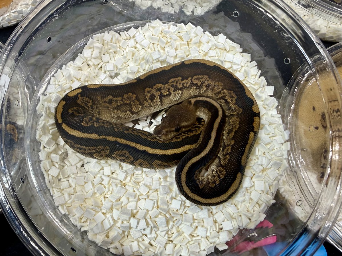 今回の新入荷でまだ紹介しきれていないモルフです。Nyala or Cinder BH