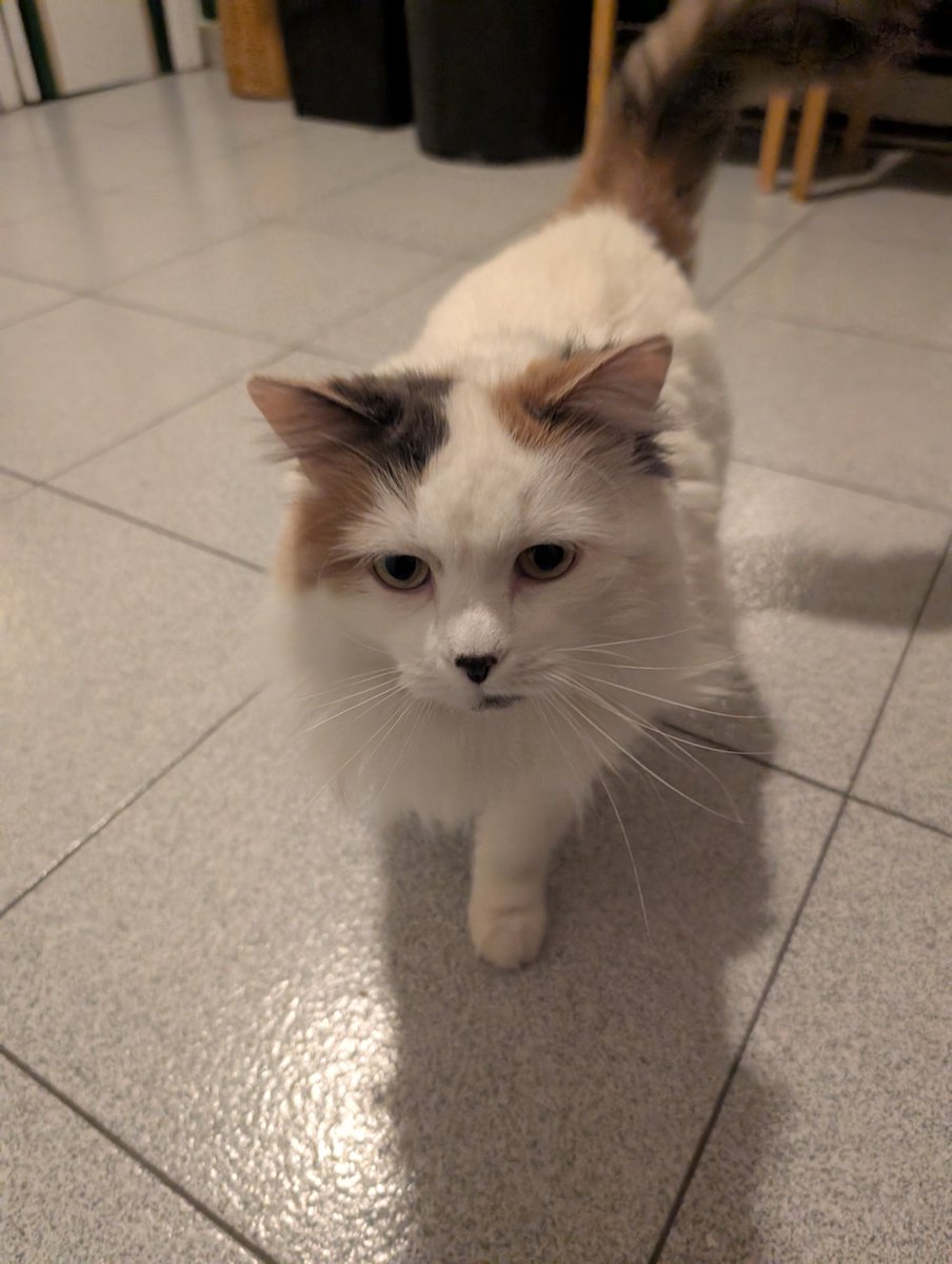 Ｍａｘｘ＂Ｃ＂- ACEN tweet media