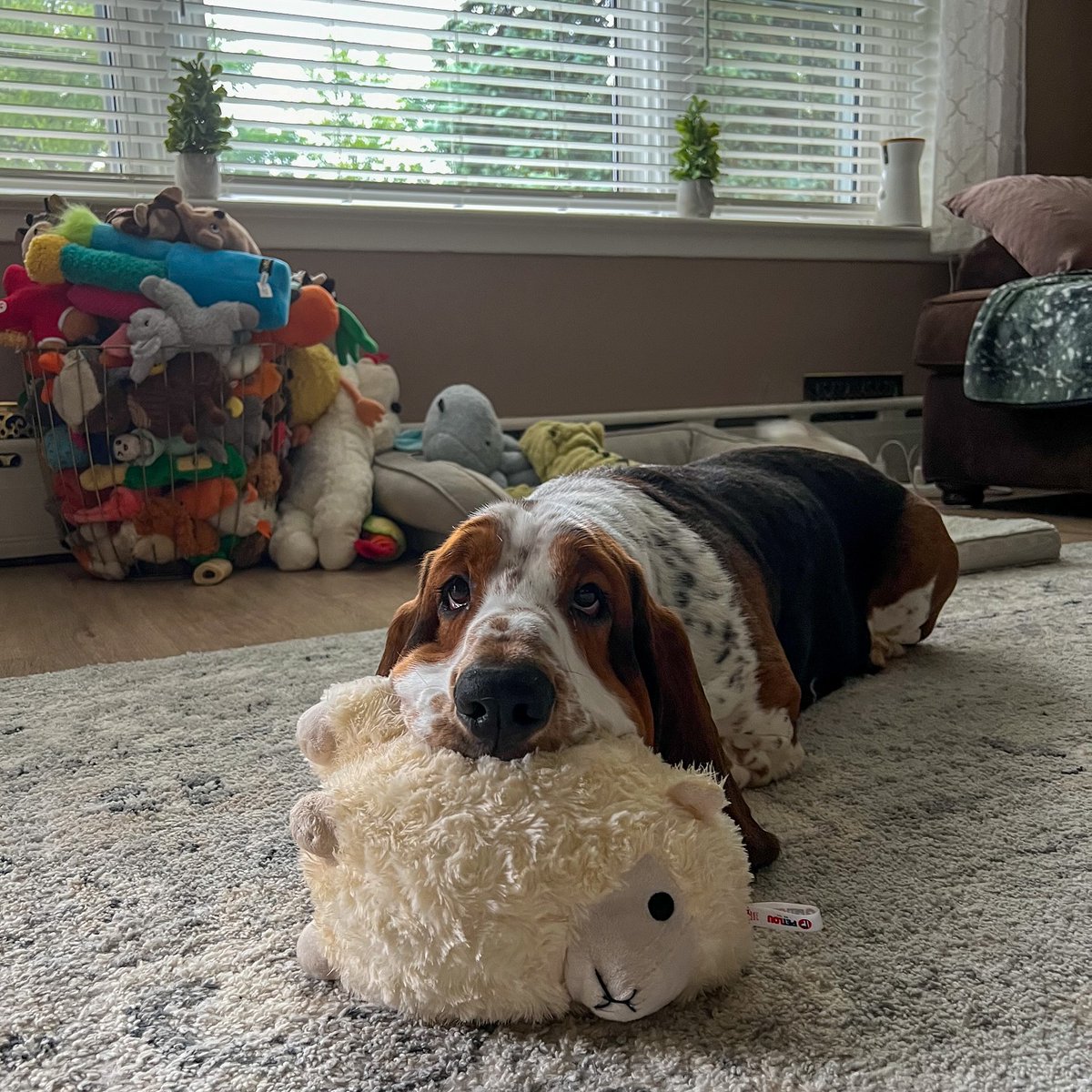 CarlosMerritte's tweet image. Perfect shoot ❤️❤️
#BassetHound #HoundLife #BassetLove #BassetPaw #DogsofTwitter #BassetHoundLoverUSA