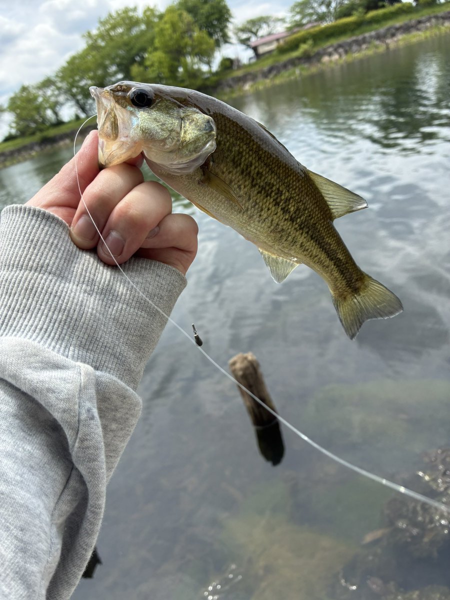 c_mon4526's tweet photo. サイズは小さいけどやっと今年初バス🎣 https://t.co/Hujrbhe7SP