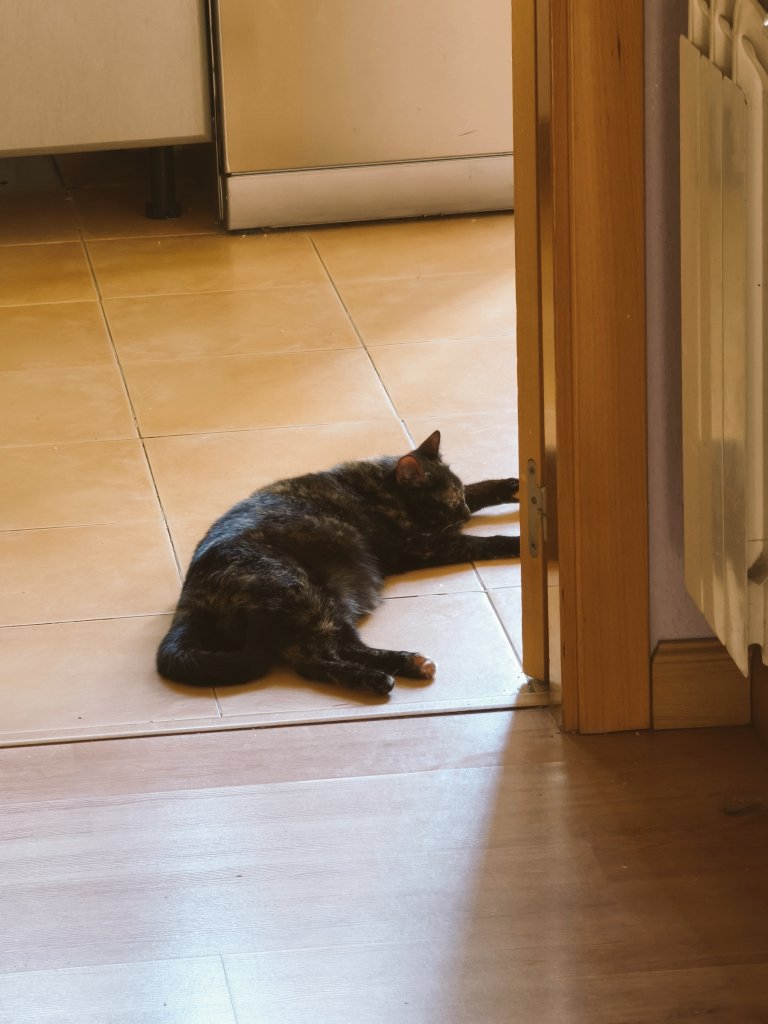 <a href="/SrNaxmet/">~.Naメmeイ.~</a> adopto a esta gatita Carey de una camada de 4 hermanos
Se llevo a un Michi panterita y la última que quedaba era ella y se la llevó también 
Es una Michi muy maja y adorable y aparte es una preciosidad 😻🖤🧡