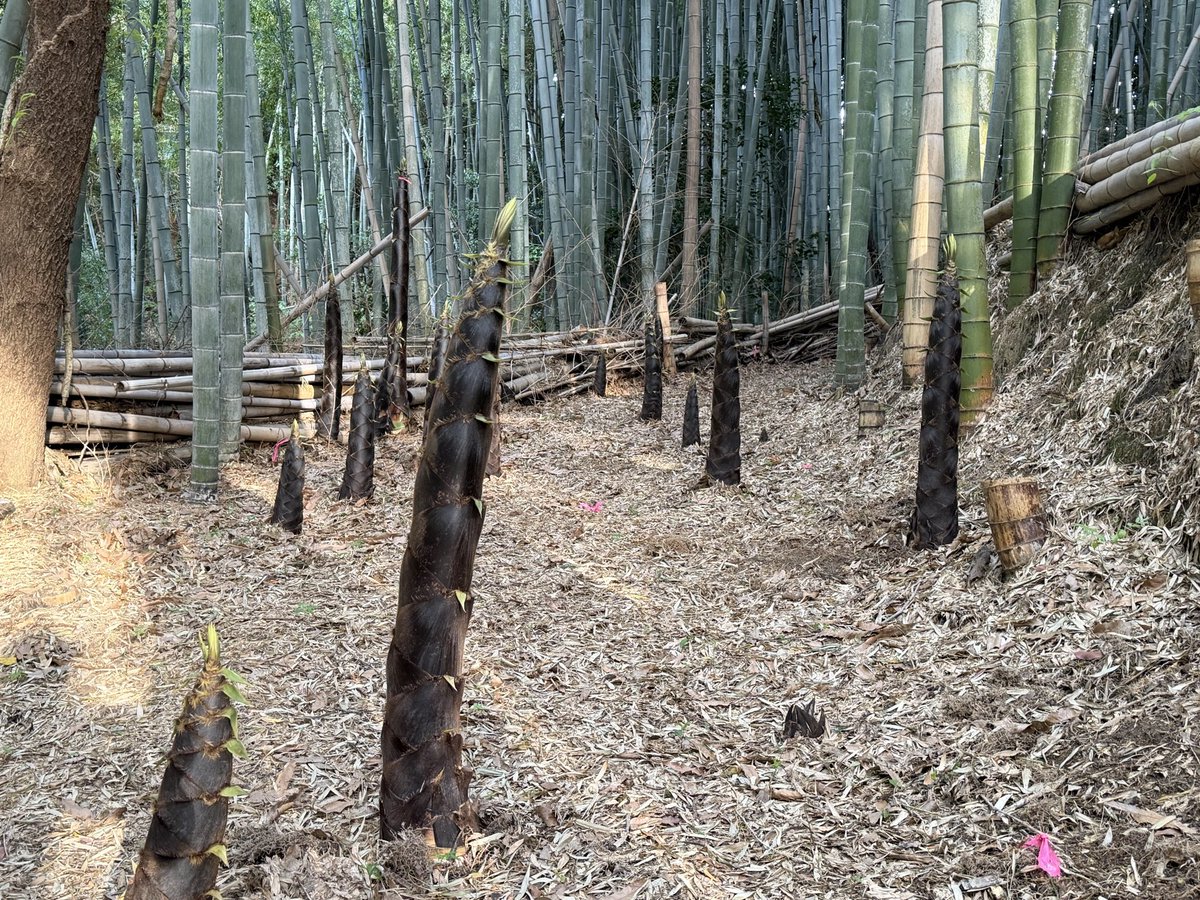 ふーちゃん｜自然栽培たけのことレモン tweet media