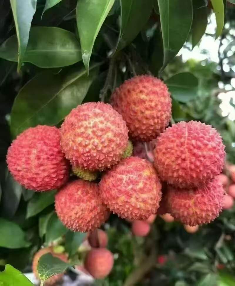 黄华毛 tweet media