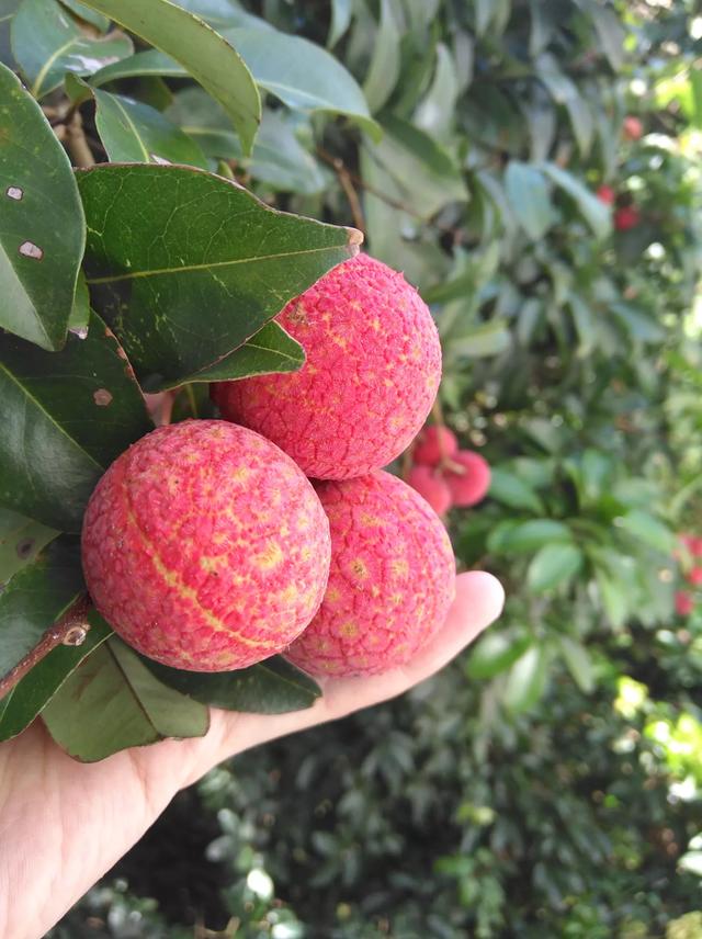 黄华毛 tweet media