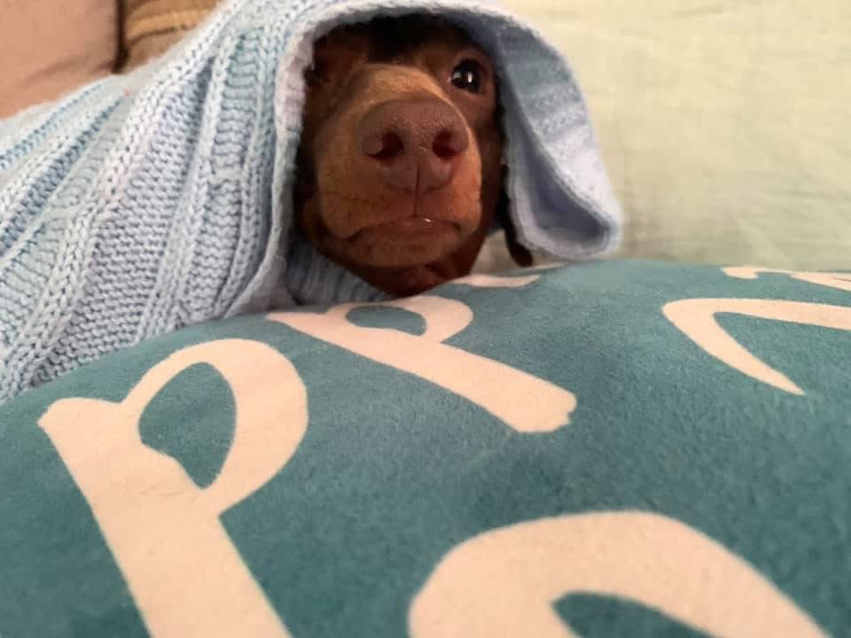 Brownie the Dachshund 🌈 tweet media