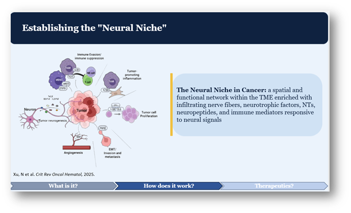 StevenBremMD's tweet image. 🧵 2/3 Key Takeaways are:
1) The "neural niche" in systemic #cancer is comprised of a spatial and functional network within the #TME enriched with infiltrating nerve fibers, neurotrophic factors, #neurotransmitters, #neuropeptides, and immune mediators responsive to neural
