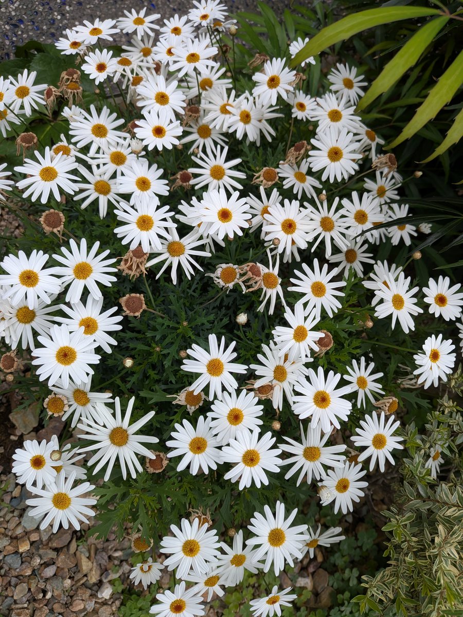 今夜。乃木坂で先輩方のお祝い。出演者も、、凄い…タイムテーブル出しますね。