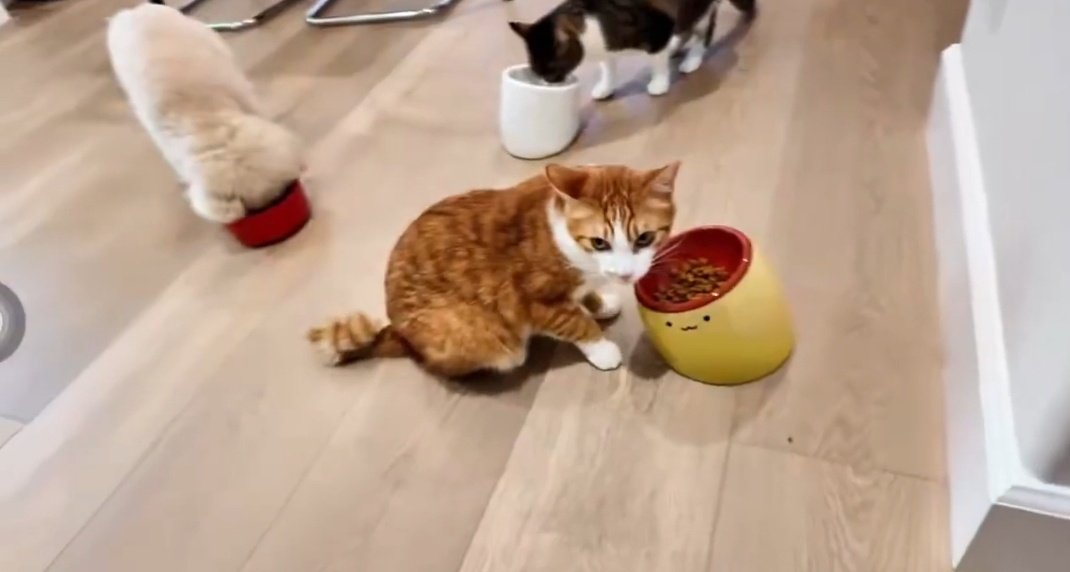 Cherrsa_MT93's tweet image. เห็นมาร์คลงรูปลูก ๆในPop เลยกลับไปดูความน่ารักในVlogอีกครั้ง😍🐧🍊☁️

📎youtu.be/2rdGgFNLxOc?si…

#MarkTuan #Mark #段宜恩 #마크
@marktuan @DNAmngmnt