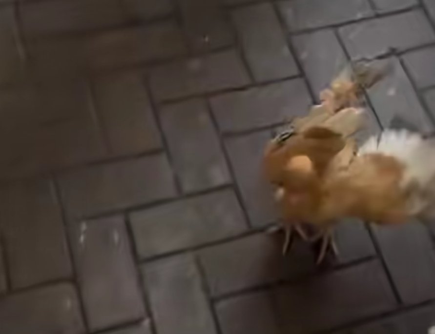 apajadeh tweet media